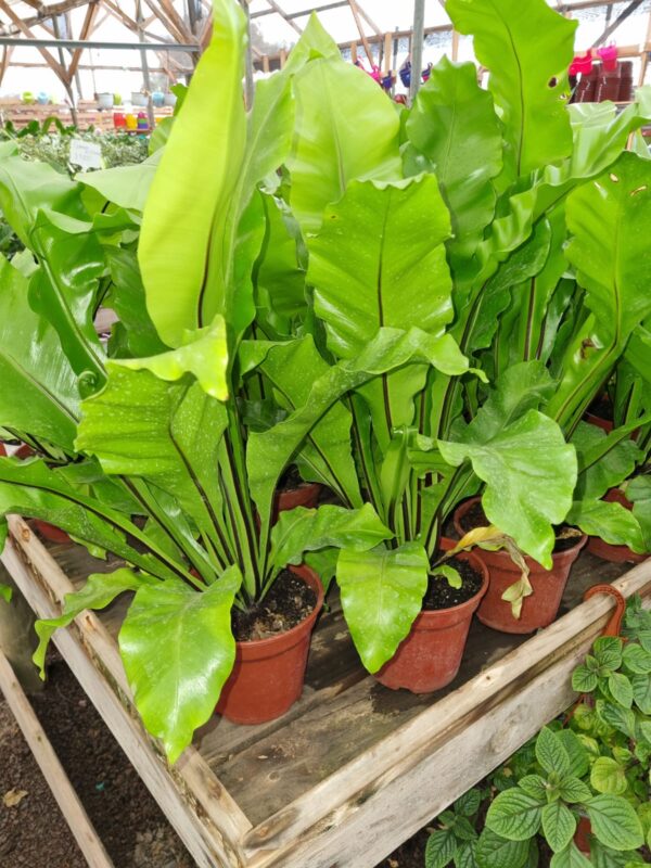 helecho asplenium ( nido de ave )