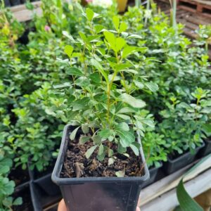 rhus
