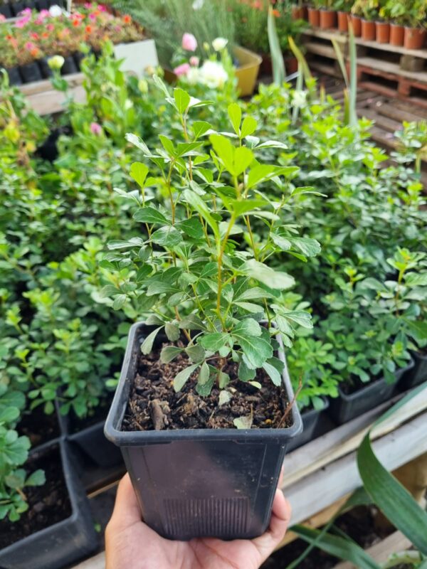 rhus