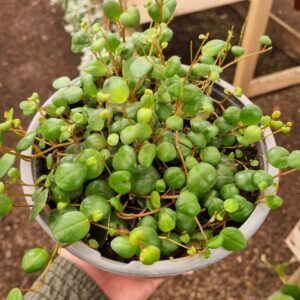 peperonia centavito