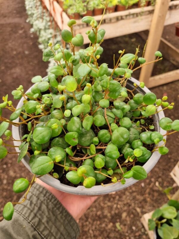peperonia centavito