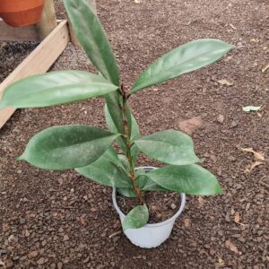 ficus cyathistipula