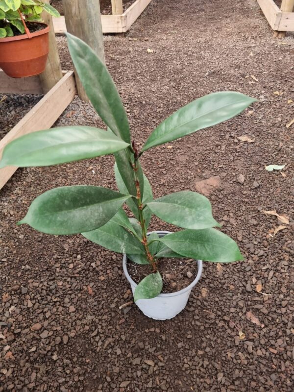 ficus cyathistipula
