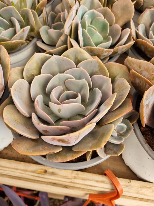 Echeverría lilacina