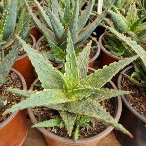 aloe viper