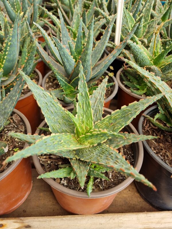 aloe viper