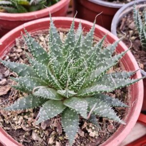 aloe Aristata