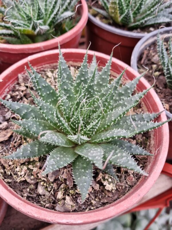 aloe Aristata