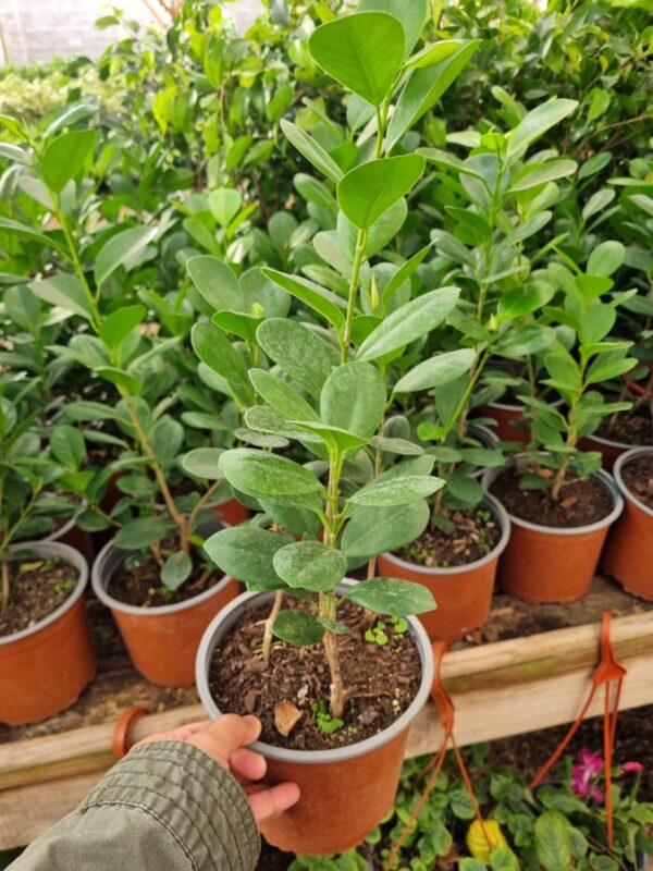 ficus moclame