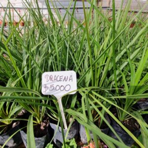 dracena