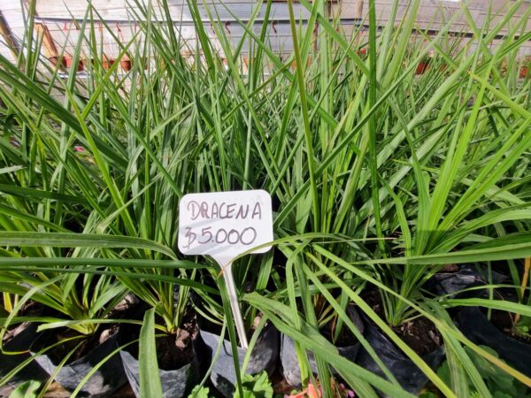 dracena