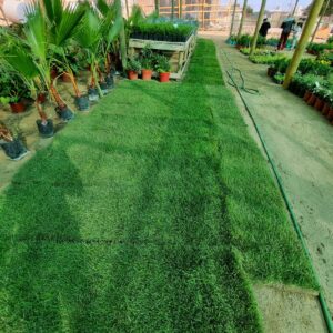 Pasto natural