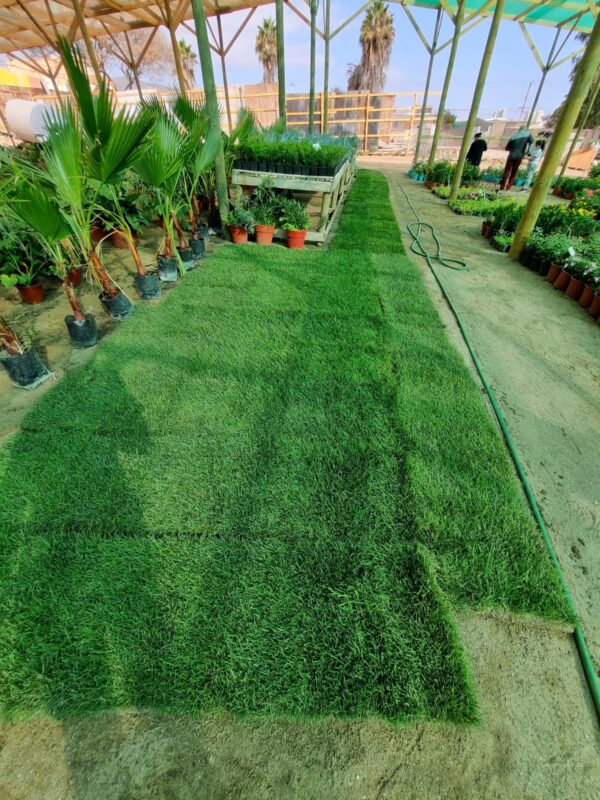 Pasto natural