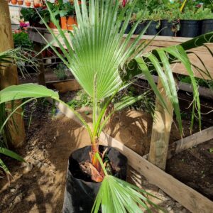 palmera washingtonia