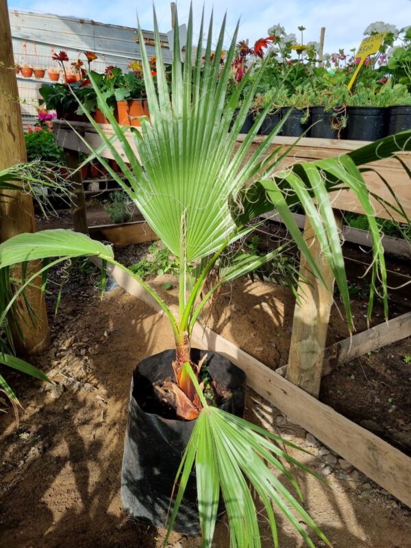 palmera washingtonia