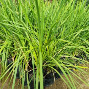 Dracena