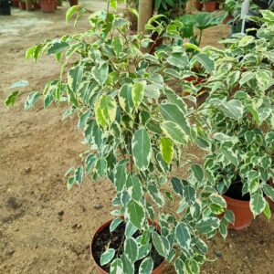 ficus golden