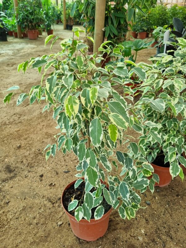 ficus golden