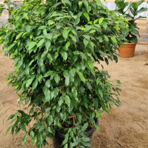 ficus bonsái
