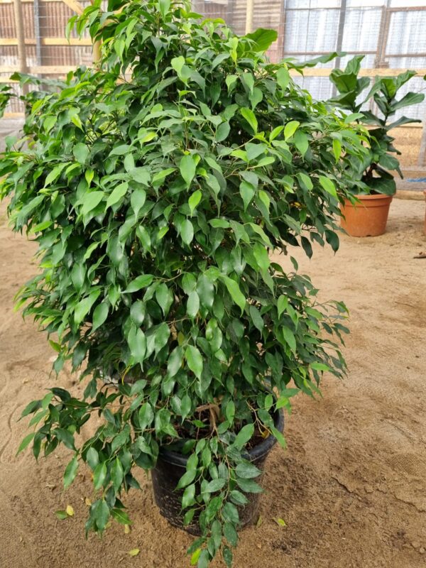 ficus bonsái