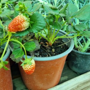 frutilla