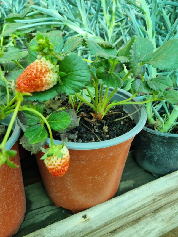 frutilla
