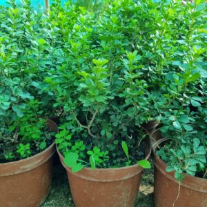 rhus