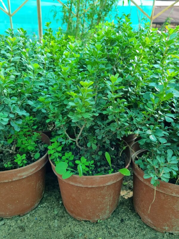 rhus