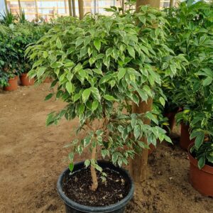 ficus bonsái variegado
