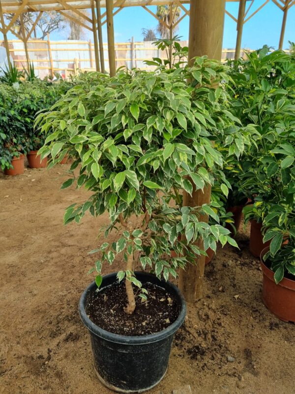ficus bonsái variegado