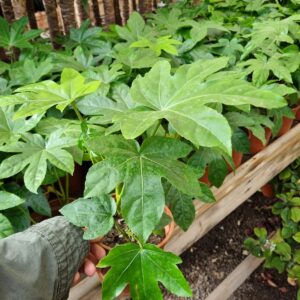 aralia japonica