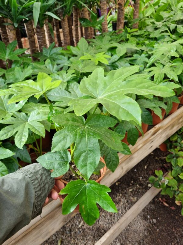 aralia japonica