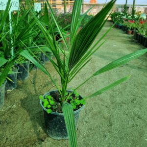 Palmera fénix
