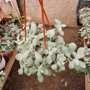 kalanchoe colgante