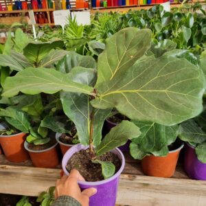 ficus lyrata