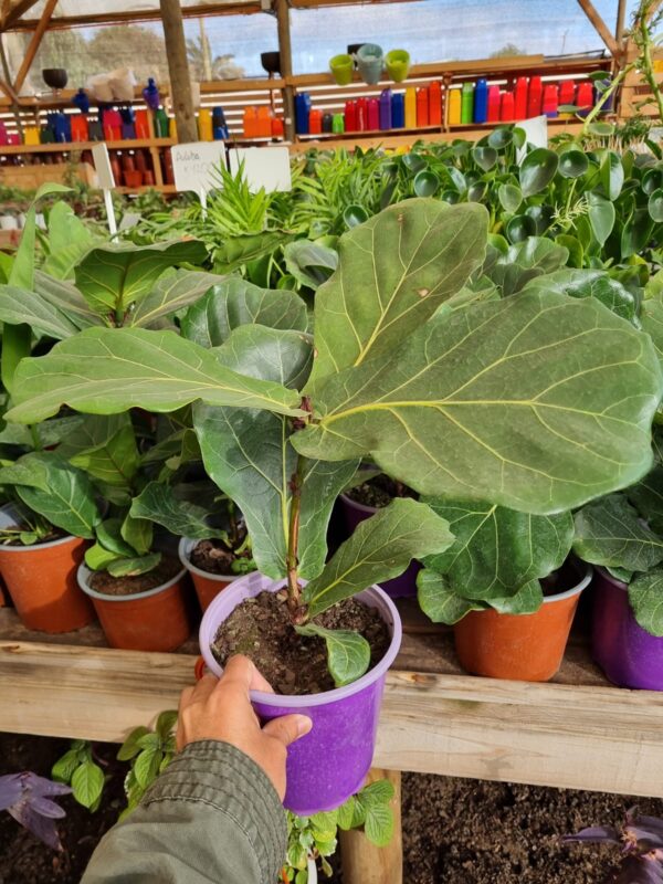 ficus lyrata