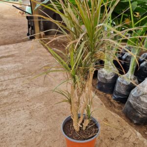 dracena colorama