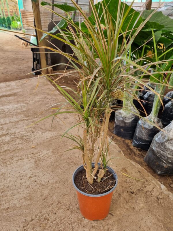 dracena colorama