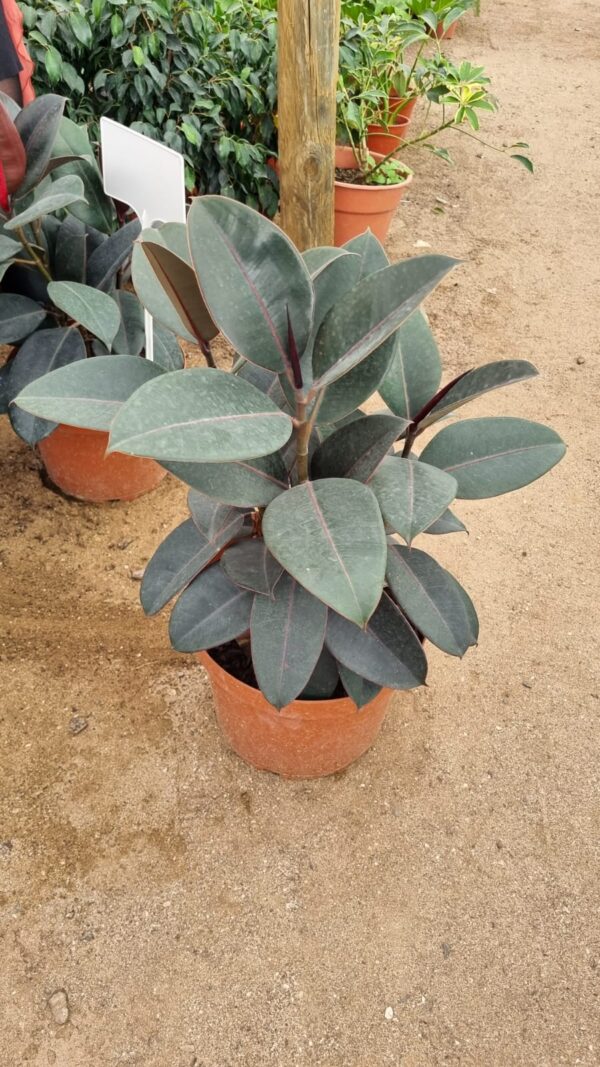 Gomero Burgundy
