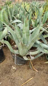 agave