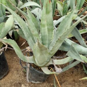 agave