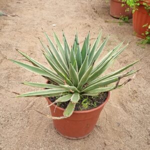 agave (magueyes)