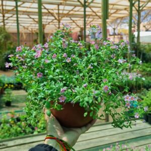 bacopa rosada