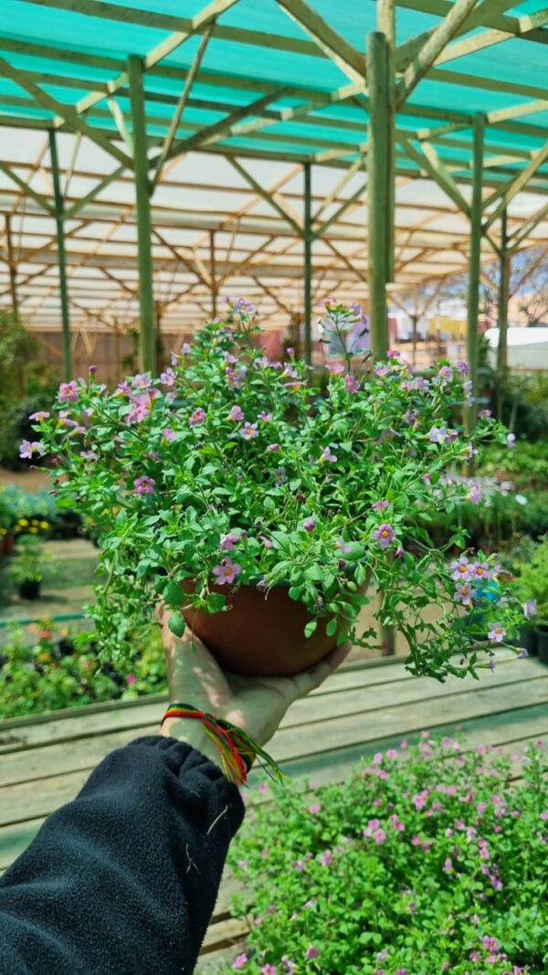 bacopa rosada