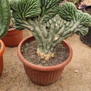 cactus cerebro