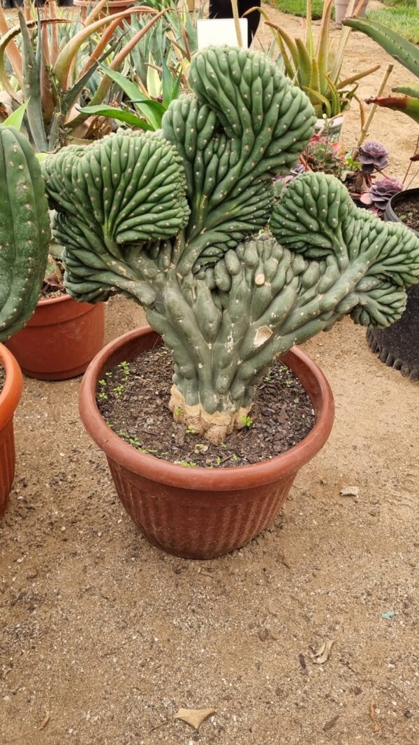 cactus cerebro