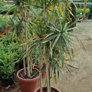 Dracena Marginata