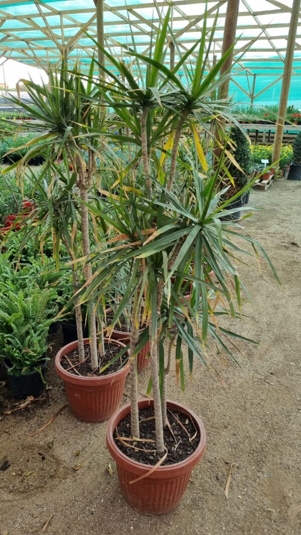 Dracena Marginata