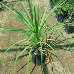 Dracena Verde