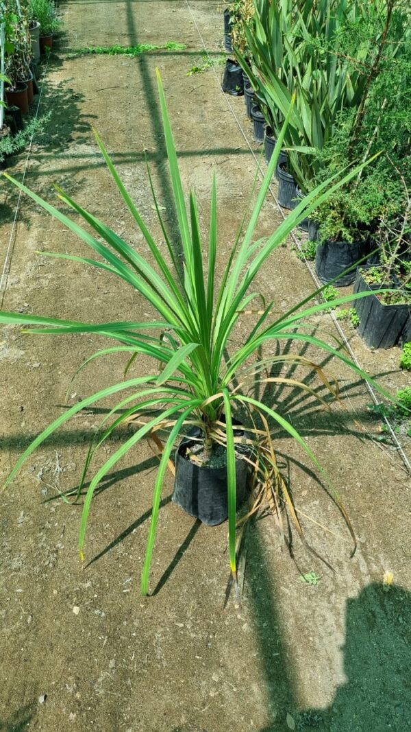Dracena Verde